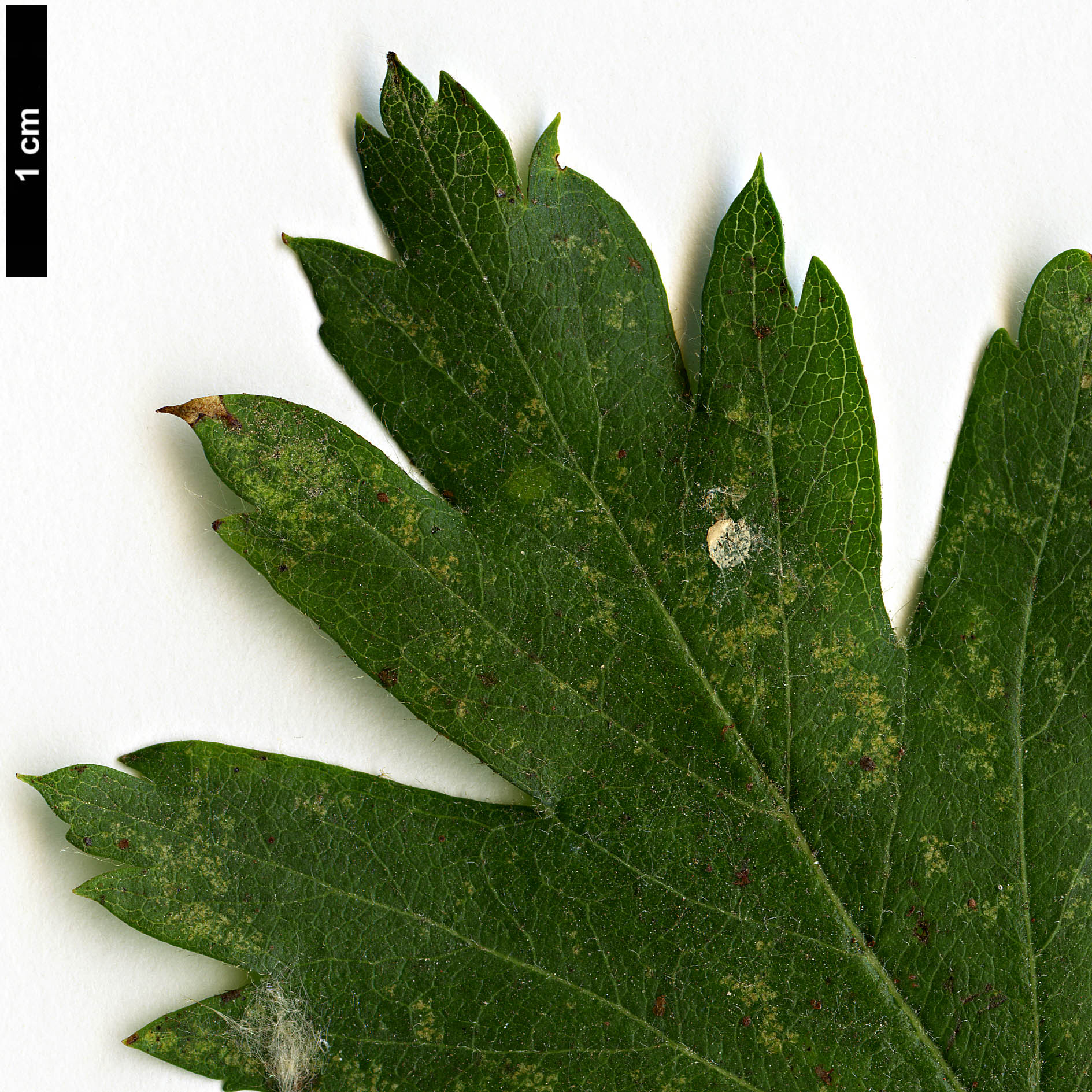 High resolution image: Family: Rosaceae - Genus: Crataegus - Taxon: ×dsungarica (C.altaica × C.songorica)